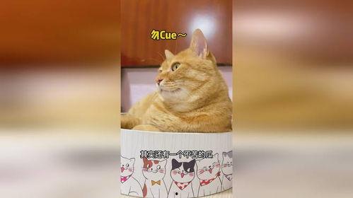 吃瓜吃到猫咪身上,一场意外的猫咪奇遇记