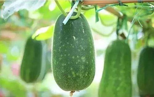 吃瓜种瓜,共享丰收喜悦