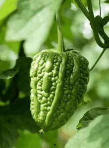 吃红色粒粒的瓜,甜蜜诱惑，探寻夏日美味之谜