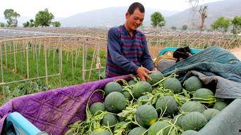 昝岗吃瓜,揭秘网络热点的背后故事