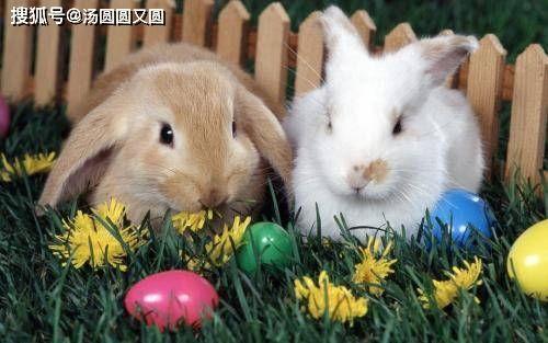 翻糖吃瓜兔子,吃瓜兔子演绎甜蜜与趣味