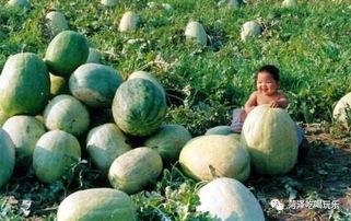 山东师专吃瓜,揭秘校园热点背后的真相